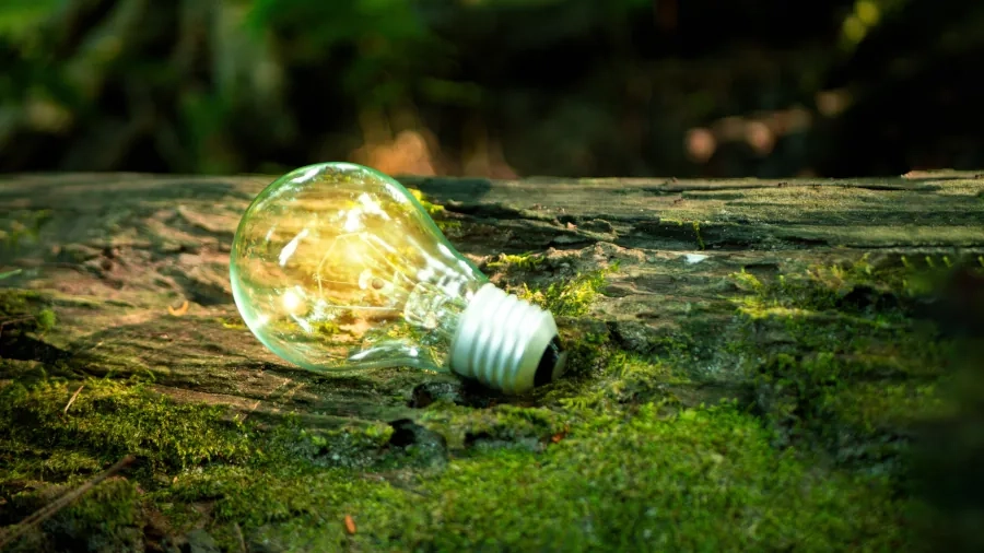 Lightbulb In Woods